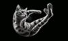Cats Always Land on Their Feet: The Science Explained