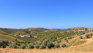 A broad landscape of undulating green hills sprinkled with olive trees beneath a clear blue sky reflects the tranquil charm of Portugal’s Alentejo Olive Route. Scattered houses and winding roads encapsulate the region’s serene olive heritage and sunlit peace.