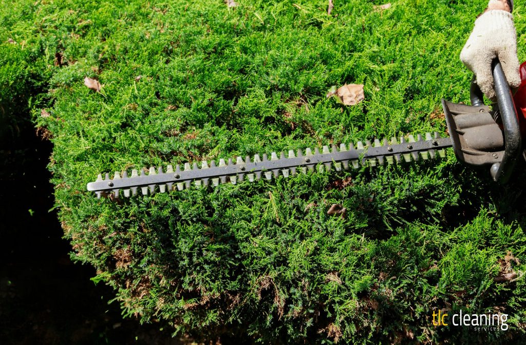 Best Practices for Hedge Trimming in Queen Camel Gardens