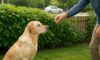 Bark Control Techniques for Effective Dog Noise Management