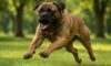 Bigger Dogs: Understanding Aggression in Canine Behaviour