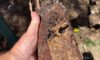 Clay Soil Threatens Caboolture Pipes: Key Insights Uncovered