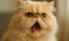 Respiratory Issues in Flat-Faced Cats: A Care Guide