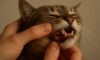 Teeth Brushing Kits for Cats: Essential Care Tips for Felines