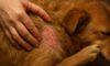 Flea Control for Pets: Autumn Prevention Tips You Need