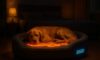 Temperature-Controlled Beds for Pets: Ensuring Ultimate Comfort
